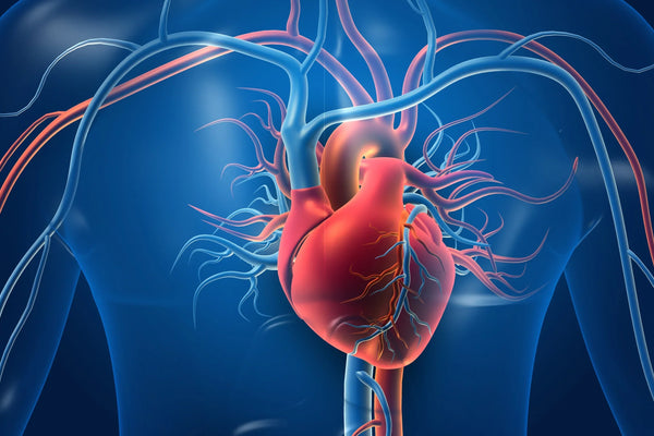 Hydration und Herz-Kreislauf-Gesundheit: Der Schlüssel zu einem starken Herzen