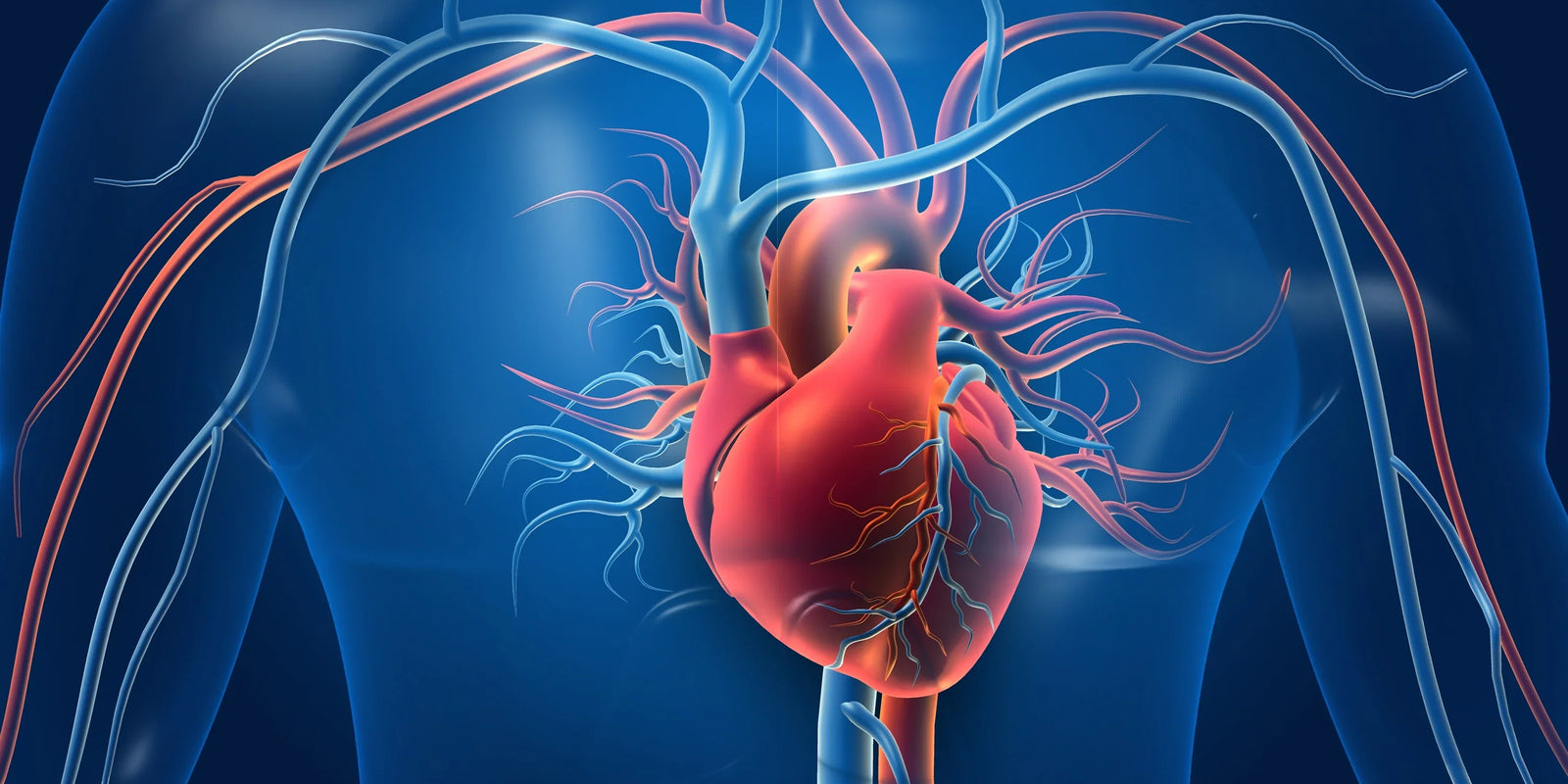 Hydration und Herz-Kreislauf-Gesundheit: Der Schlüssel zu einem starken Herzen