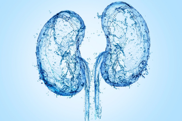 Hydration und Nierenfunktion: Der Schlüssel zu einem gesunden Filtersystem